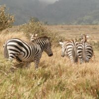 Serengeti Tansania