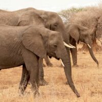 Tansania-Safari, Tarangire Nationalpark