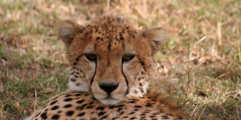 Cheetah, Kenia