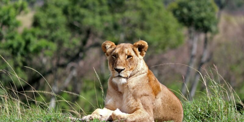 Safari in Kenia