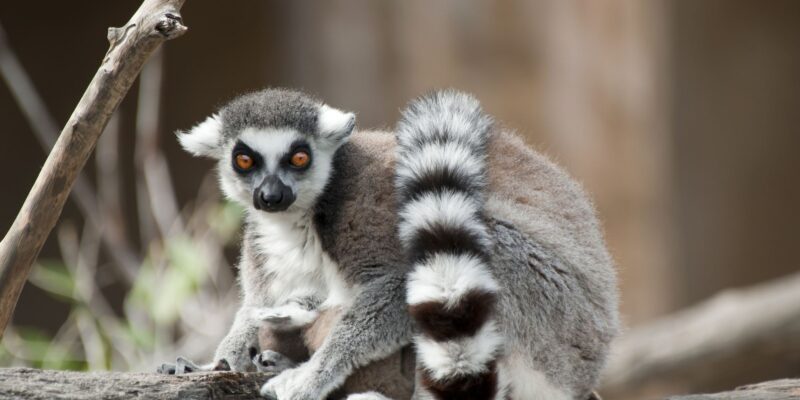 Madagaskar-Rundreise