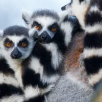 Der 6. Kontinent Madagaskar