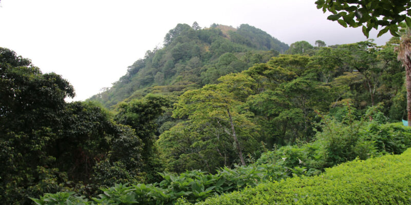 Dichterwald auf dem Zomba Plateau