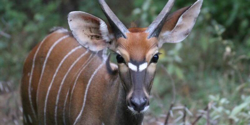 Malawi Safari