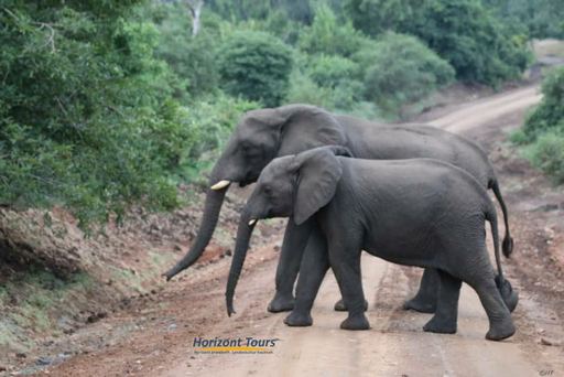 Malawi, Elefanten im Nationalpark