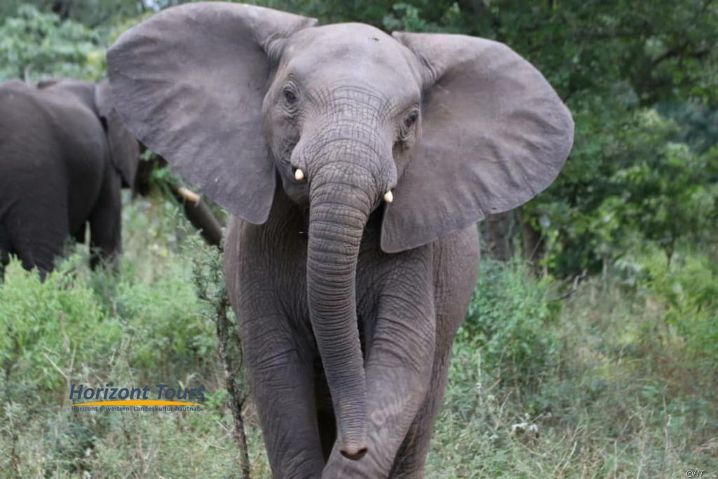 Malawi, Wildlife