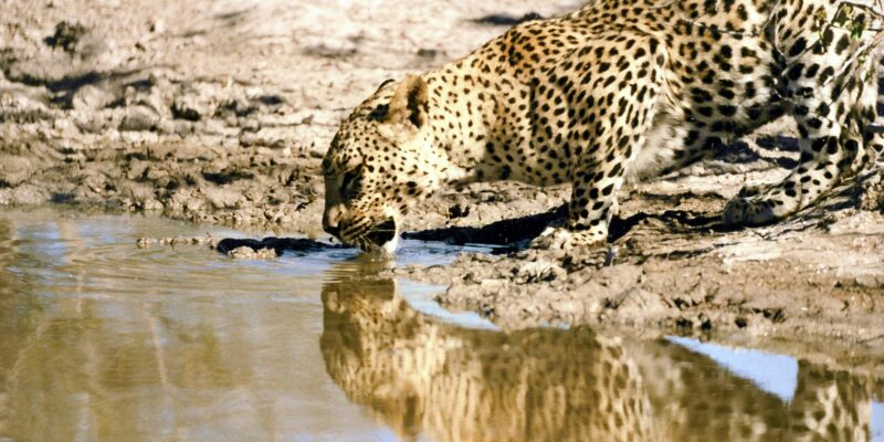 Leopard beim Trinken, Namibia