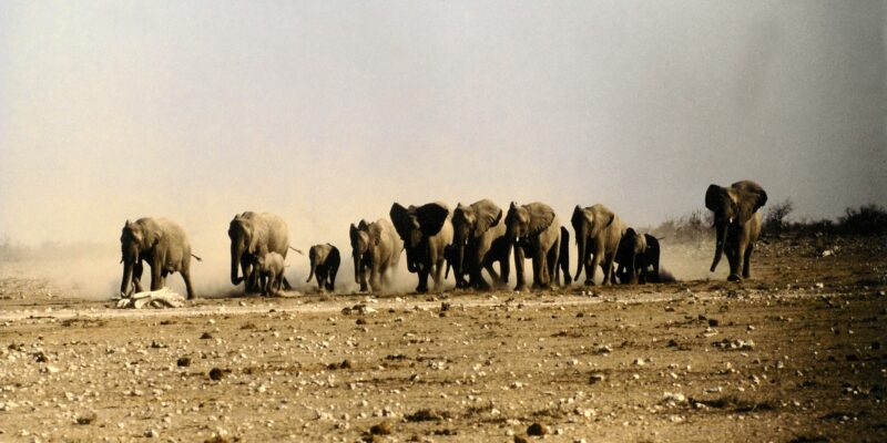 Elefanten im Etosha Nationalpark, Namibia