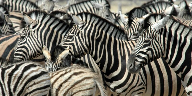 Zebras, Namibia