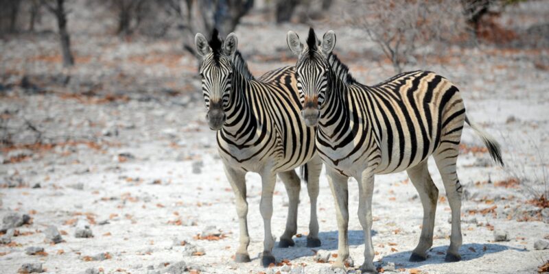 Zebras in Namibia