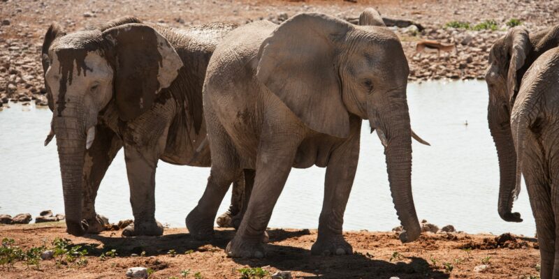 Namibia-Etosha Nationalpark