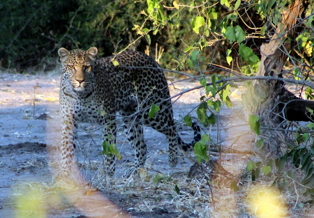 Südliches Afrila - Leopard