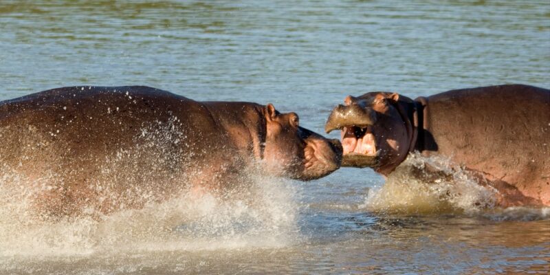Sambia Safari