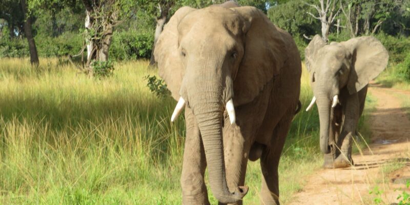Sambia Safari