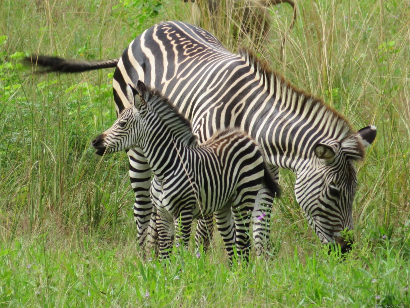 Sambia Safari