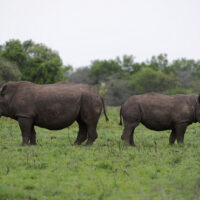 Spitzmaulnashorn