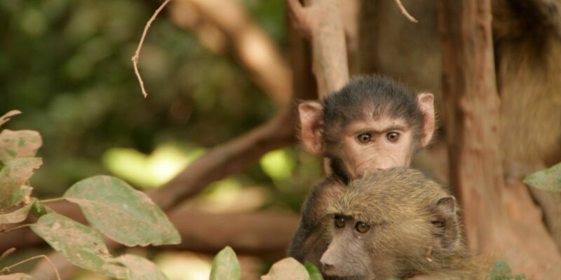 Lake Manyara Nationalpark