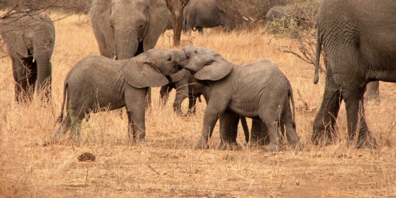 Tarangire Nationalpark