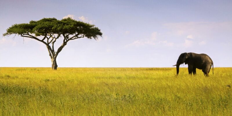 Tansania Safari