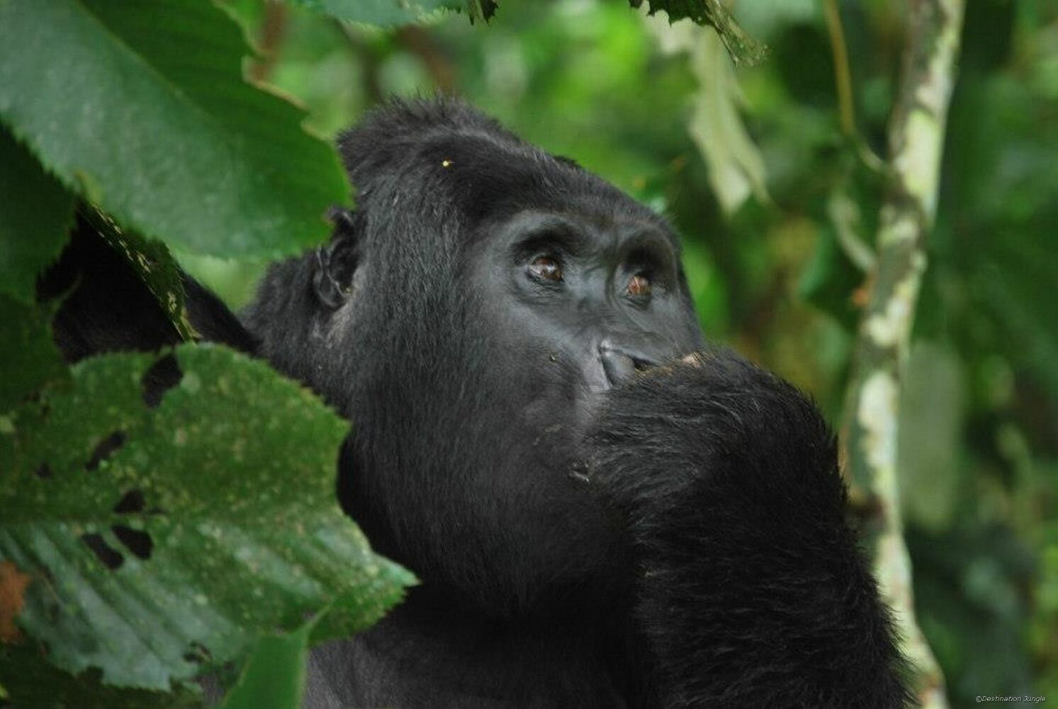 Berggorillas Uganda