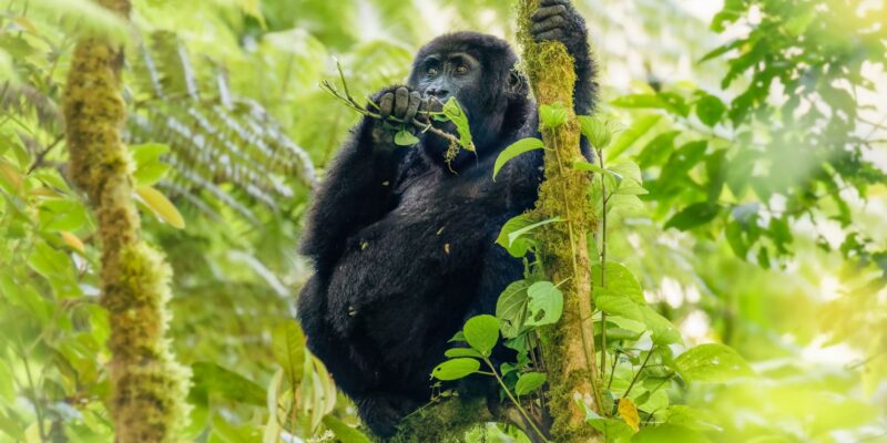 Uganda-Safari