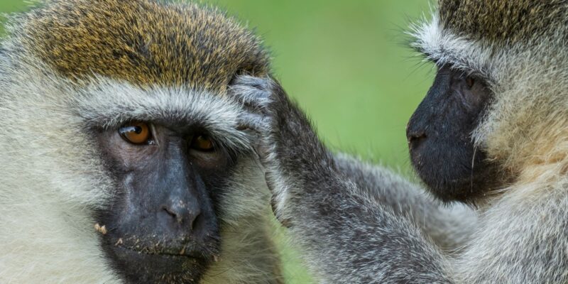 Uganda-Safari