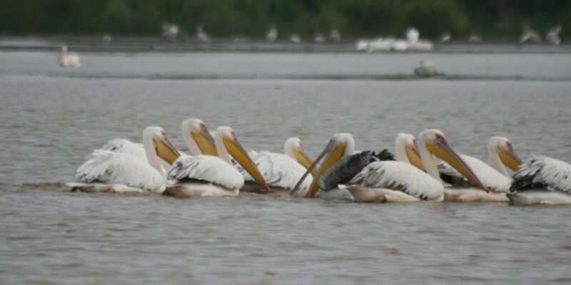 Chamo Lake, Arba Minch, Äthiopien