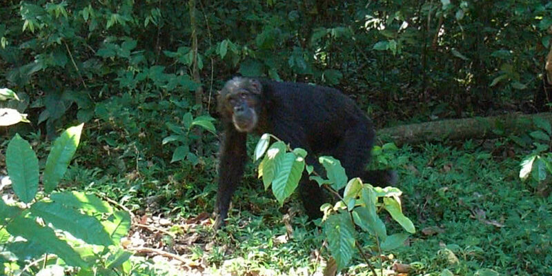 Gombe Nationalpark, Tansania