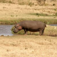 Tansania Safari